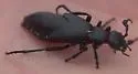 Meloe strigulosus