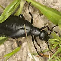 Meloe strigulosus - photo 2