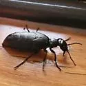 Meloe strigulosus - photo 4