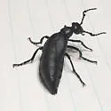 Meloe strigulosus - photo 5