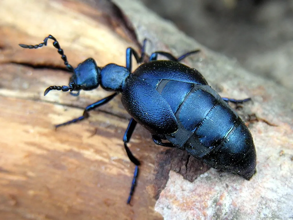 Violet Oil Beetle - photo 2