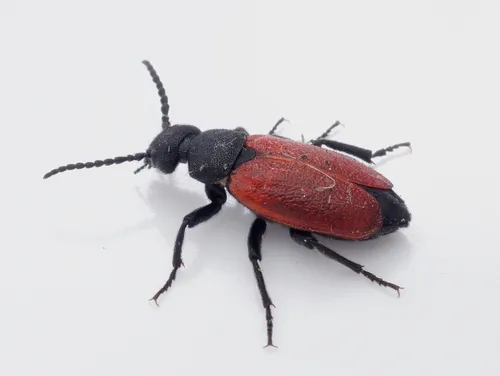 Blister Beetles - photo 2