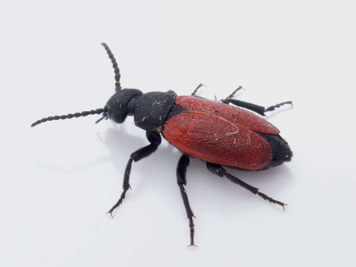 Blister Beetles - photo 3