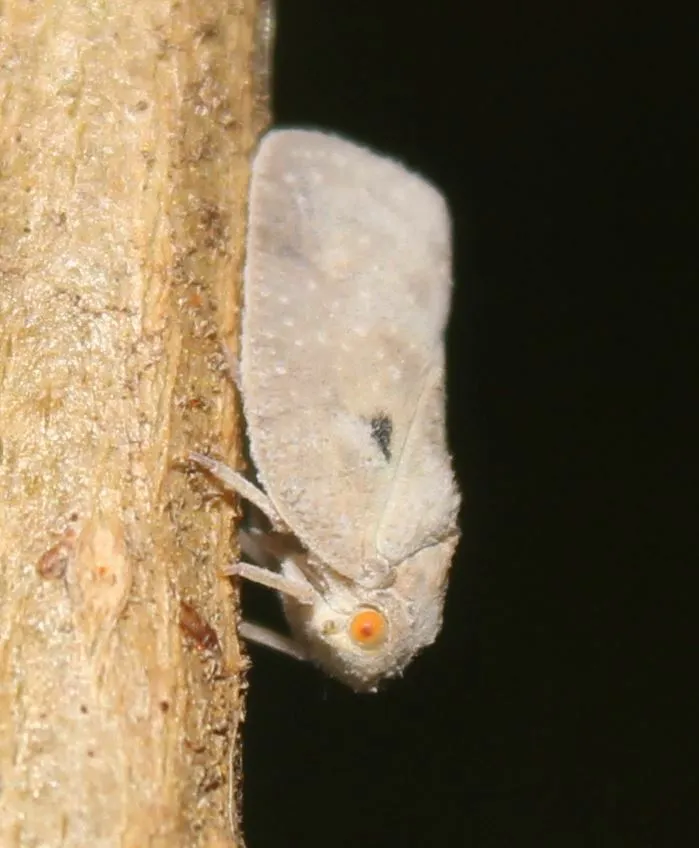 West Indian Flatid Planthopper