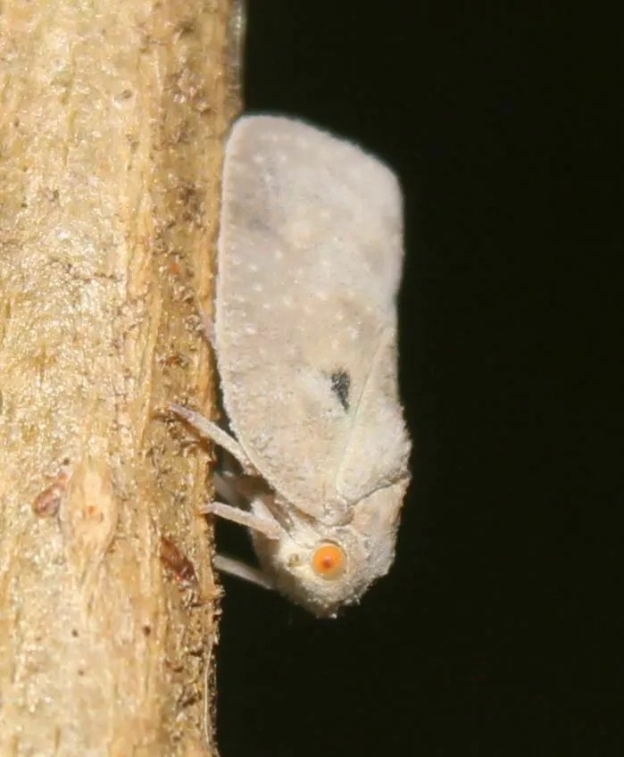 West Indian Flatid Planthopper - photo 2