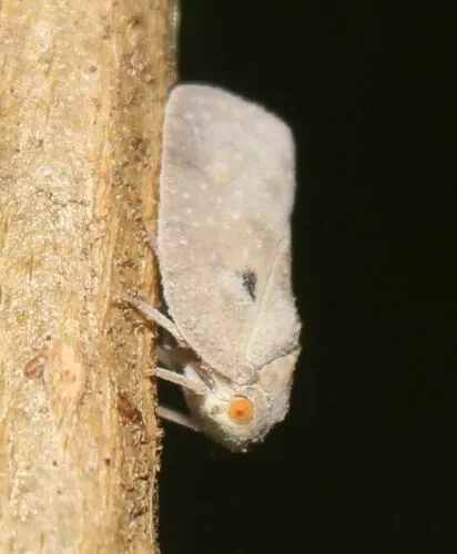 West Indian Flatid Planthopper - photo 3