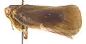 Melormenis infuscata