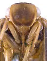 Melormenis infuscata - photo 3