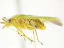 Melymacra apicalis - photo 2