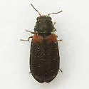 Melyrodes basalis - photo 4
