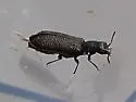 Melyrodes cribrata