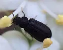 Melyrodes cribrata - photo 2