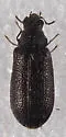 Melyrodes cribrata - photo 3
