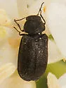 Melyrodes cribrata - photo 4