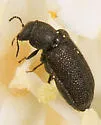 Melyrodes cribrata - photo 5