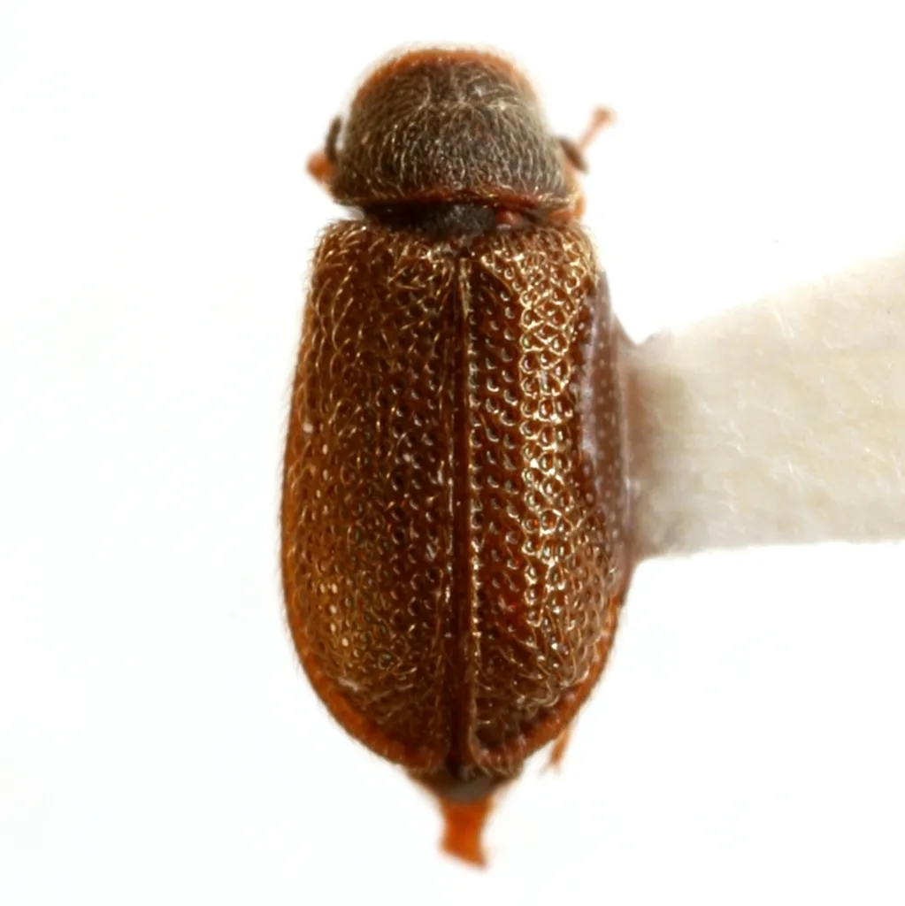 Melyrodes floridana - photo 2