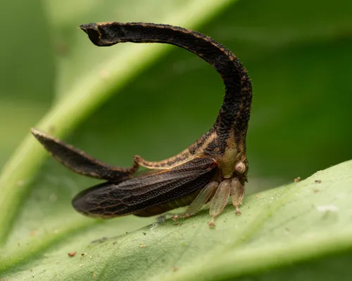 Typical Treehoppers - photo 2