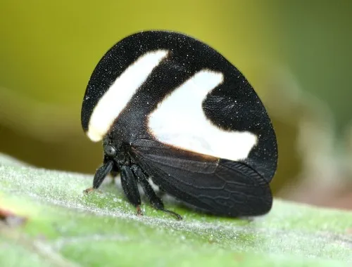Black-and-white Treehopper