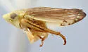 Memnonia anthalopus