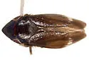 Memnonia consobrina - photo 3