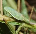 Memnonia fenestrella
