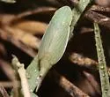 Memnonia fenestrella - photo 2