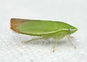 Memnonia flavida