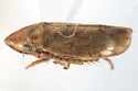 Memnonia fossitia