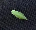 Memnonia grandis