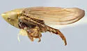 Memnonia maia