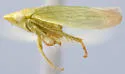 Memnonia panzeri
