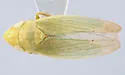 Memnonia panzeri - photo 2