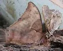 Pale-spotted Leafwing - Hodges#4556