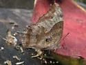 Pale-spotted Leafwing - Hodges#4556 - photo 2