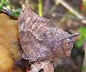 Pale-spotted Leafwing - Hodges#4556 - photo 3