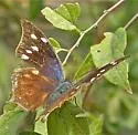 Pale-spotted Leafwing - Hodges#4556 - photo 4