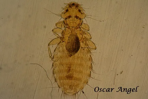 Poultry Body Louse - photo 2