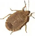 Menecles insertus - Menecles insertus