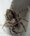 Gray Wall Jumper