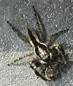 Gray Wall Jumper - photo 3