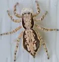 Gray Wall Jumper - photo 4