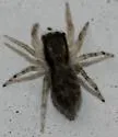 Gray Wall Jumper - photo 5