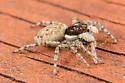 Menemerus semilimbatus - photo 2