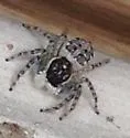 Menemerus semilimbatus - photo 3