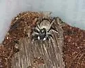 Menemerus semilimbatus - photo 4