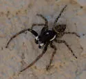Menemerus semilimbatus - photo 5