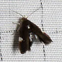 Menesta melanella - Hodges#1031 - photo 2