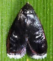 Menesta tortriciformella - Hodges#1030