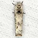 Menestomorpha kimballi - Hodges#1029