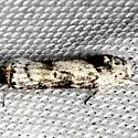 Menestomorpha kimballi - Hodges#1029 - photo 2